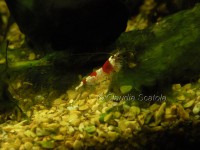 /album/i-miei-acquari/caridina-3-jpg/